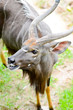 Nyala or Tragelaphus angasi 