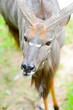 Nyala or Tragelaphus angasi 