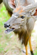 Nyala or Tragelaphus angasi 