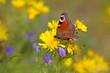 European peacock butterfly
