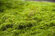Moss On Stone