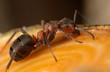 forest ant