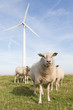 Foto: Windmill and sheep in the Netherlands Windmill and sheep in the Netherlands