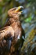 The Steppe Eagle (Aquila nipalensis) - portrait.