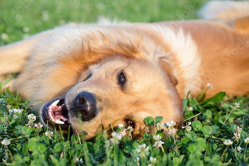 Photo: Portrait young beauty dog Portrait young beauty dog