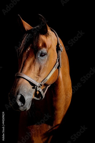 Photo: portrait vor schwarzem hintergrund portrait vor schwarzem hintergrund