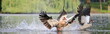 Nilgänse-13727b1