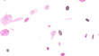 HD Loopable Falling Cherry Blossoms Animation
