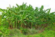 Photo: Banana plantation Banana plantation
