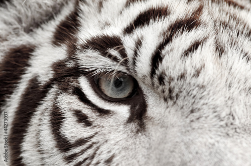 Photo: white tiger eye white tiger eye