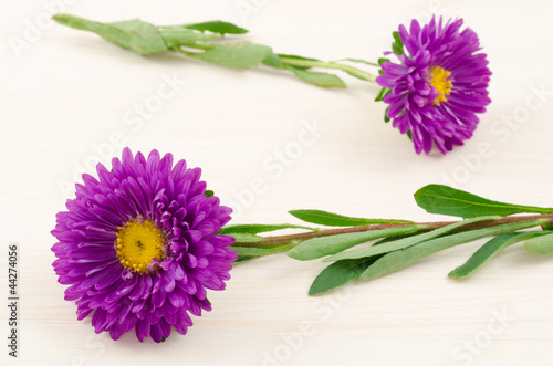 Photo: 紫のアスターの花 紫のアスターの花