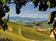 Weinberge in Bottenau