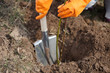 Closeup of farmer planting  tree in ground