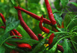 Thai Dragon Chili Schoten am Strauch