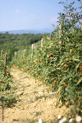 Photo: Tomatenpflanzen Tomatenpflanzen