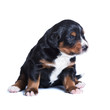 puppy sennenhund, one month old