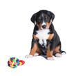 puppy appenzeller sennenhund, 7 weeks, isolated