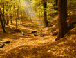 Photo: sunbeam in forest sunbeam in forest