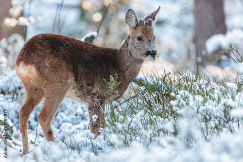 Photo: Roe deer grazing in a Dutch winter forest Roe deer grazing in a Dutch winter forest