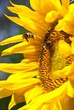 Hummel im Anflug auf eine Sonnenblume