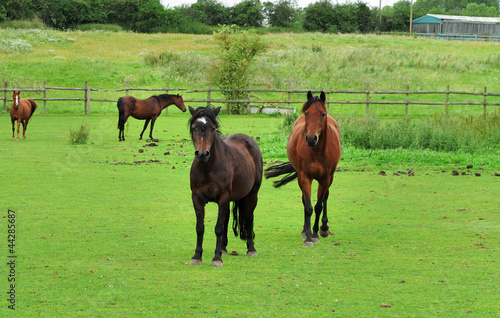 Photo: Bay Horses Grazing in Rural England Bay Horses Grazing in Rural England