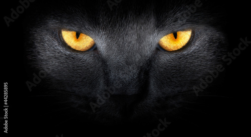 Photo: View from the darkness. muzzle a cat on a black background. View from the darkness. muzzle a cat on a black background.