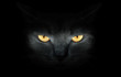 View from the darkness. muzzle a cat on a black background.