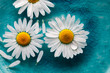 Daisies floating in water