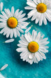 Daisies floating in water