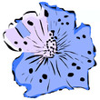Hibiskusblüte 