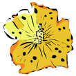 Hibiskusblüte 