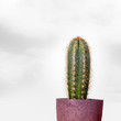 Cactus in flowerpot