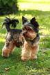 Yorkshire terrier