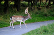 Damwild,Sommer, Fallow-deer