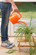Watering plants