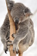 Sweet dreaming koala bear