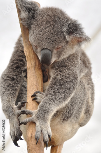 Photo: Sweet dreaming koala bear Sweet dreaming koala bear