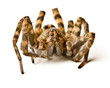 Close up of wolf spider on white background