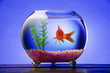 Goldfish Bowl