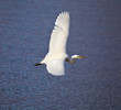 Airone bianco maggiore
