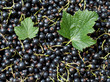 Schwarze Johannisbeeren