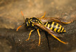 Wasp