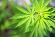 Cannabis background