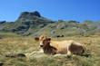 Veau sur fond du Pic Casterau Vallée d'Ossau