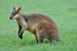 Wallaby kangaroo