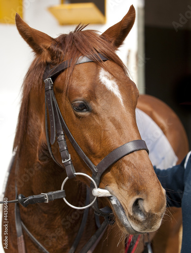 Photo: Caballo marron Caballo marron