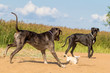 Two big dogs play with little dog.