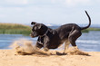 Black mastiff dog playing on the beach.