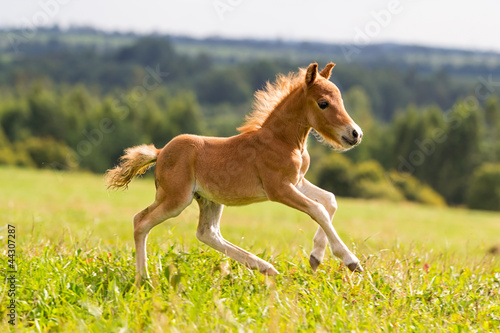 Photo: foal mini horse Falabella foal mini horse Falabella
