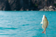 Catching a Perch Fish